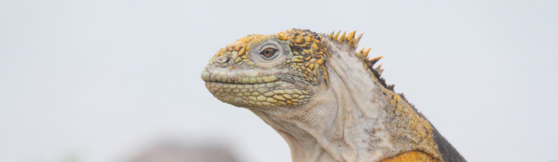 Leguaan tijdens de Galapagoseilanden cruise